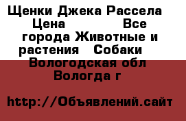 Щенки Джека Рассела › Цена ­ 10 000 - Все города Животные и растения » Собаки   . Вологодская обл.,Вологда г.